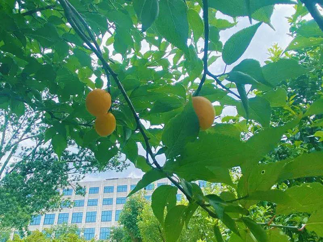 风景这边独好！东大环境美景一览，请查收