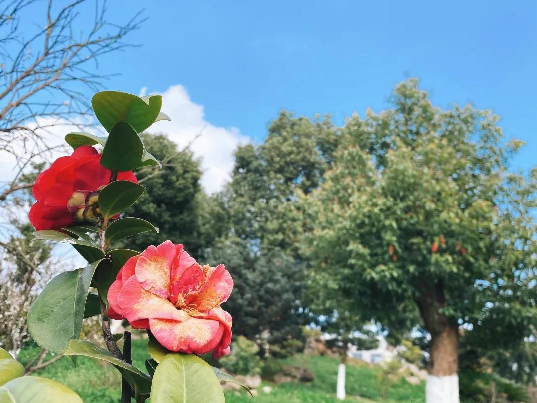 风景这边独好！东大环境美景一览，请查收