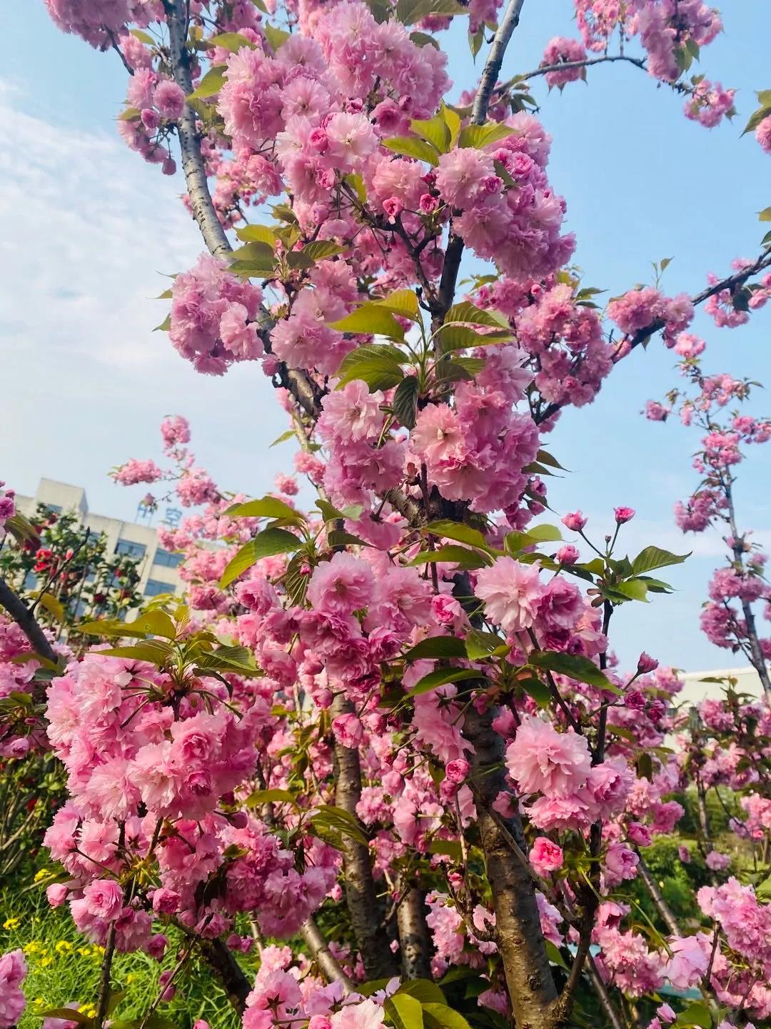 风景这边独好！东大环境美景一览，请查收